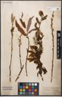 Foto von Salix canariensis C. Sm. ex Link